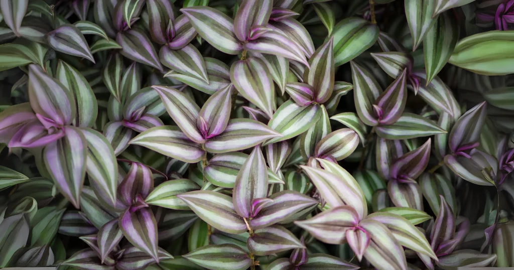 How to Make Wandering Jew Bushy