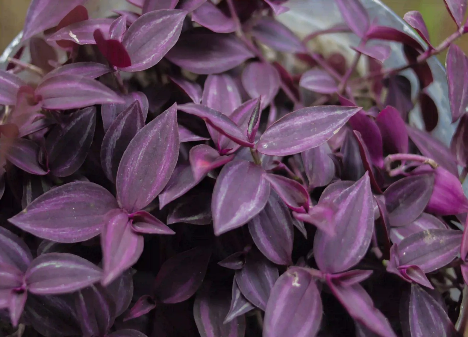wandering jew planting guide
