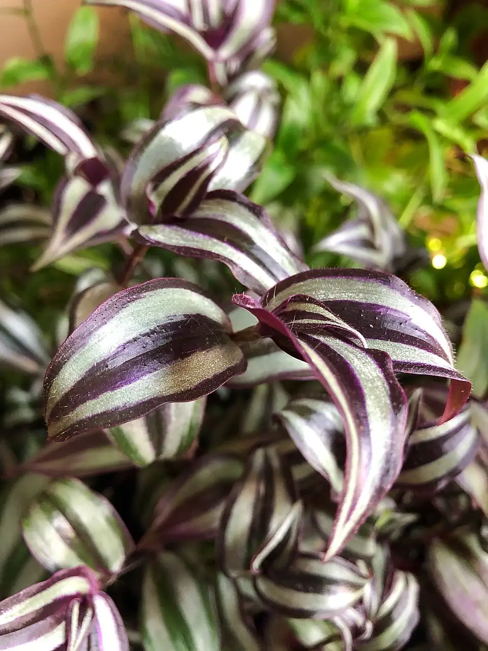 wandering jew planting guide