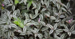 How to Take Care of Your Wandering Jew Plant