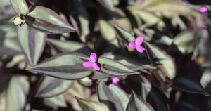 Reviving Your Wandering Jew Plant: Troubleshooting Tips for a Dying Base