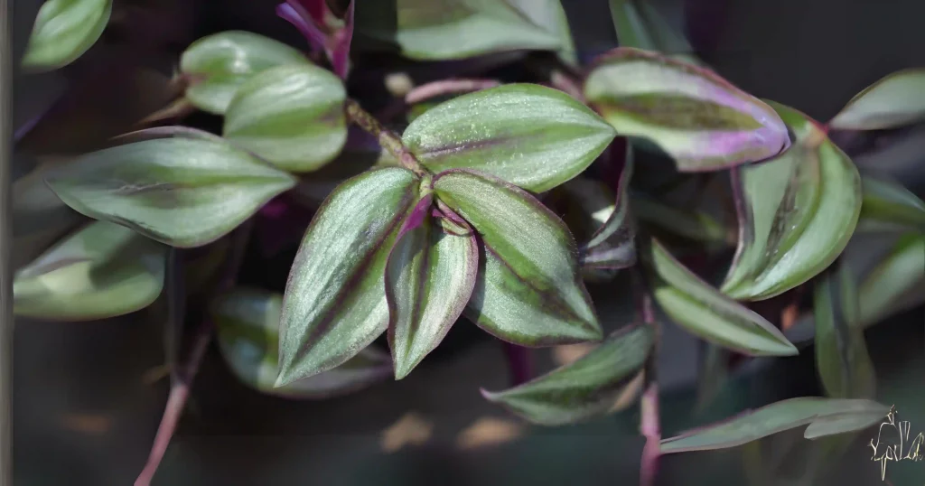 How To Propagate A Wandering Jew